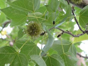 ··ͨ�Ĺ�Ч������