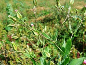 �������еĹ�Ч������