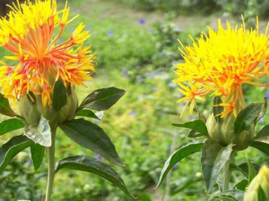 �컨�Ĺ�Ч������