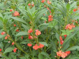 �����ӵĹ�Ч������