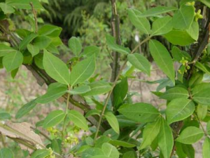 ������Ĺ�Ч������