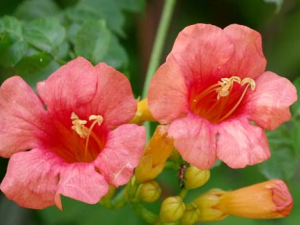 �������Ĺ�Ч������