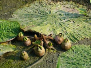 ��ʵ�Ĺ�Ч������