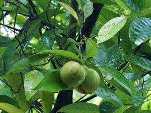 �ⶹޢ�Ĺ�Ч������