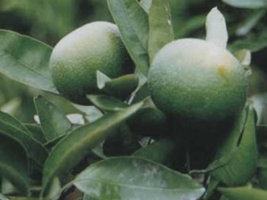 ��ʵ�Ĺ�Ч������