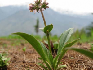 ���ɵĹ�Ч������