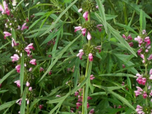 ��ε�ӵĹ�Ч������