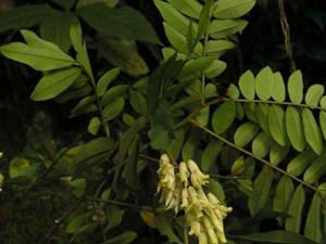 ɽ�����Ĺ�Ч