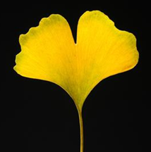 ��������Ҷ��֪ʶ