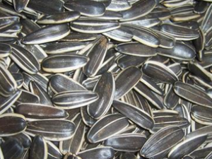 �����ѵ�����