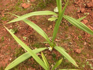 ��é�Ĺ�Ч������