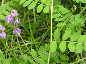 ɳԷ�ӵĹ�Ч������