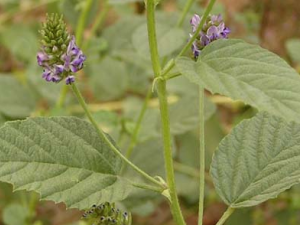 ����֬�Ĺ�Ч������