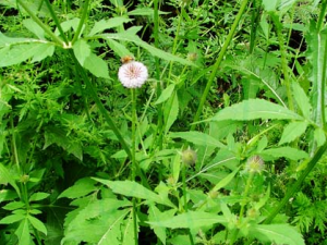 ���ϵĹ�Ч������