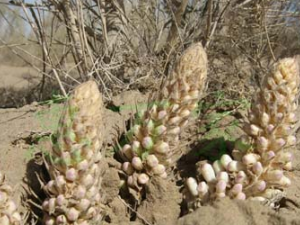 �����صĹ�Ч������