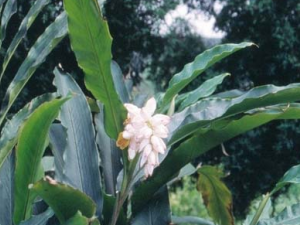 �����ʵĹ�Ч������