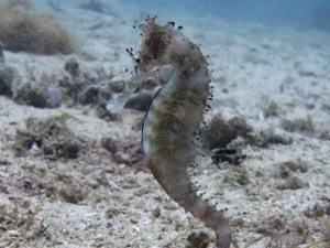 �����Ĺ�Ч������