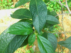 ���ٵĹ�Ч������