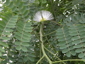 �ϻ�Ƥ�Ĺ�Ч������