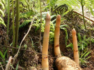 ����Ĺ�Ч������