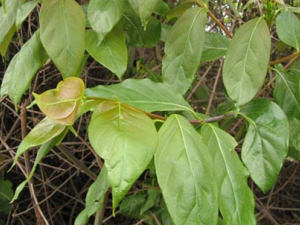 ���ٵĹ�Ч������