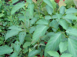 ľ�����Ĺ�Ч������