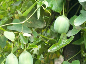 ������Ĺ�Ч������