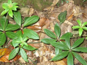 �ݺӳ��Ĺ�Ч