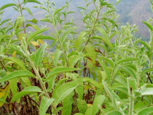 ��Ƭ�Ĺ�Ч������