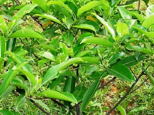 �պ���Ĺ�Ч