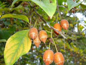 ��Ϣ��Ĺ�Ч