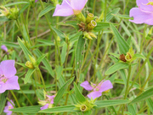 ���߲ݵĹ�Ч������