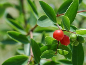 �˸����Ĺ�Ч������