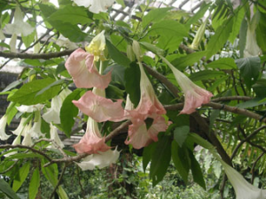 ���򻨵Ĺ�Ч������