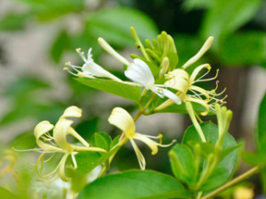 �������Ĺ�Ч������