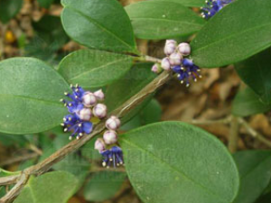 ��ľ�Ĺ�Ч������