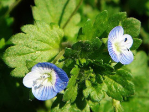 ��ˮ��Ĺ���������