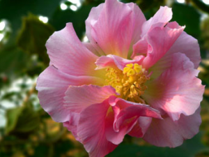 ��Ҷܽ�صĹ���������