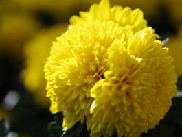 �ջ�Ұ�ջ�������