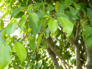 ��������Ƥ�Ĺ�Ч������