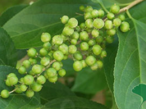 ���ߺ{�Ĺ�Ч������