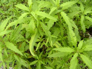 ������Ĺ�Ч������