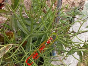 ������Ĺ�Ч������