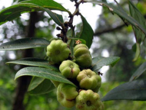 ϸɳ�Ĺ�Ч������