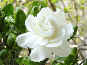 ˮ��֦�Ĺ�Ч������