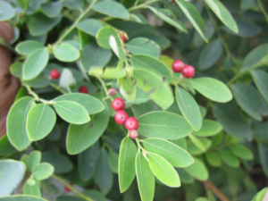 ������Ĺ�Ч������