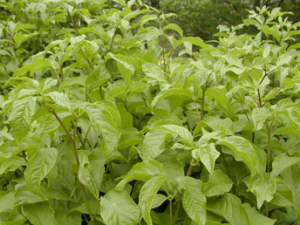 Ѽ����Ƥ�Ĺ�Ч������