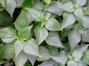 ���β˵Ĺ�Ч������