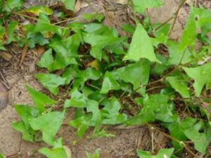 �ϻ�Ú�Ĺ�Ч������