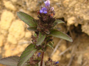 ��ͷ�µĹ���������